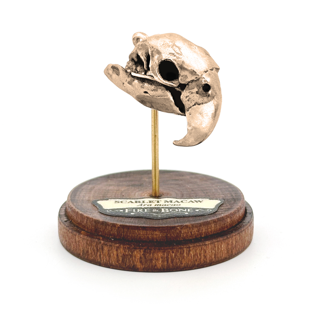 Yellow Bronze Scarlet Macaw Skull Pendant by Fire & Bone