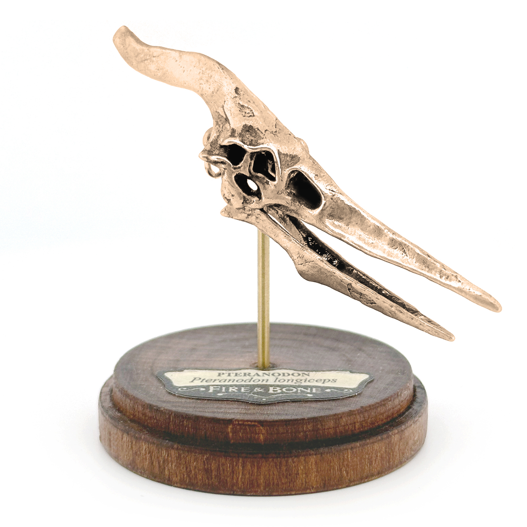 Yellow Bronze Pteranodon Skull Pendant by Fire & Bone